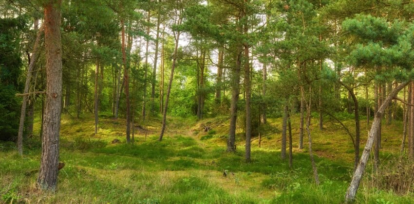 Dansk skov