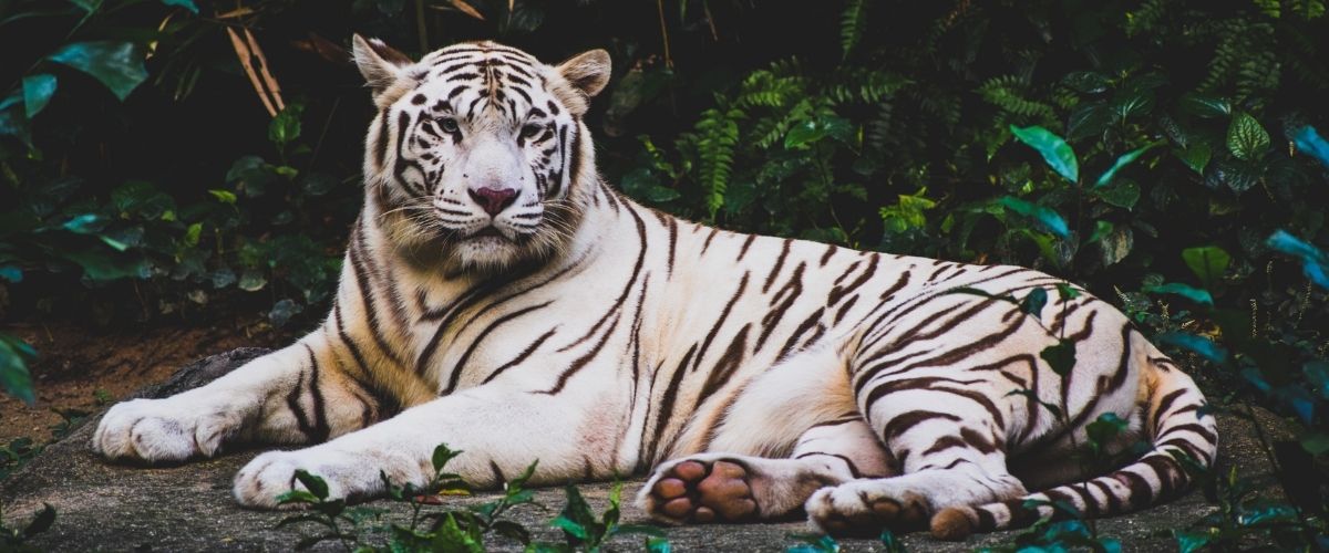 Top-5 i Singapore. En "liger" i Songapore Zoo 