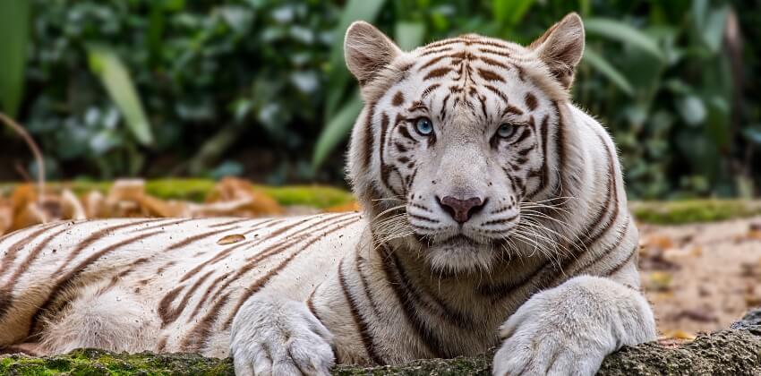 Singapore zoo