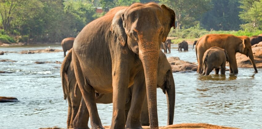 Sri Lanka