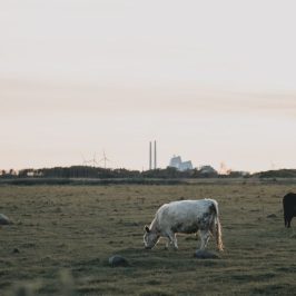 Amarminoen på Amager Fælled