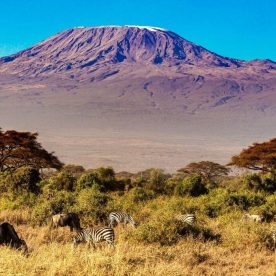 Kilimanjaro