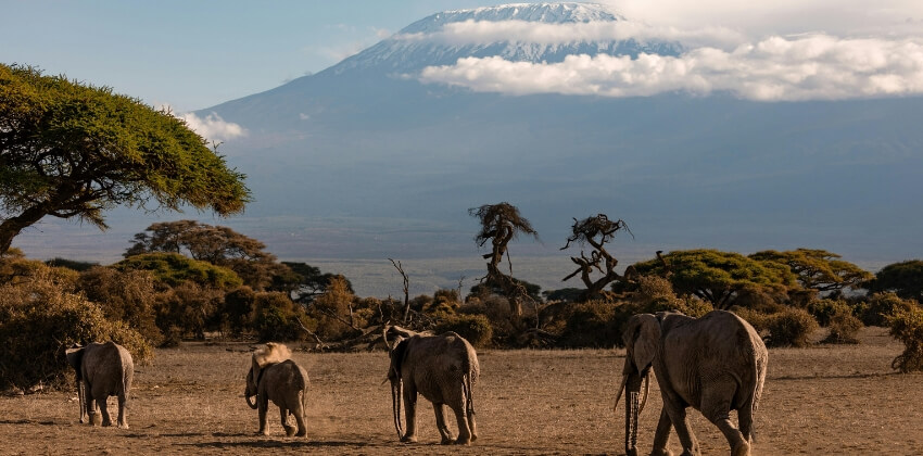 Kilimanjaro
