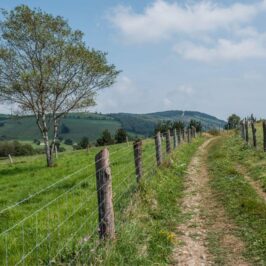 Camino Primitivo