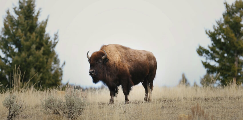 Almindingen skov og bisonokser