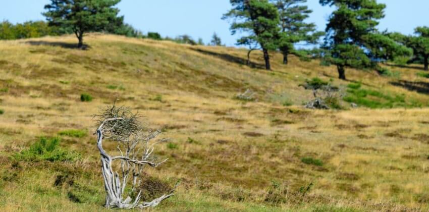 Mols Bjerge natur