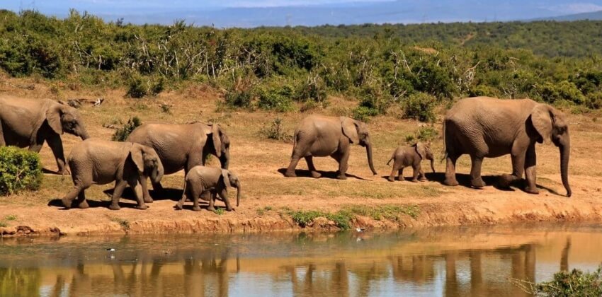 Afrika - Kenya
